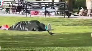 NYC Park Blanket Couple Sex Tape